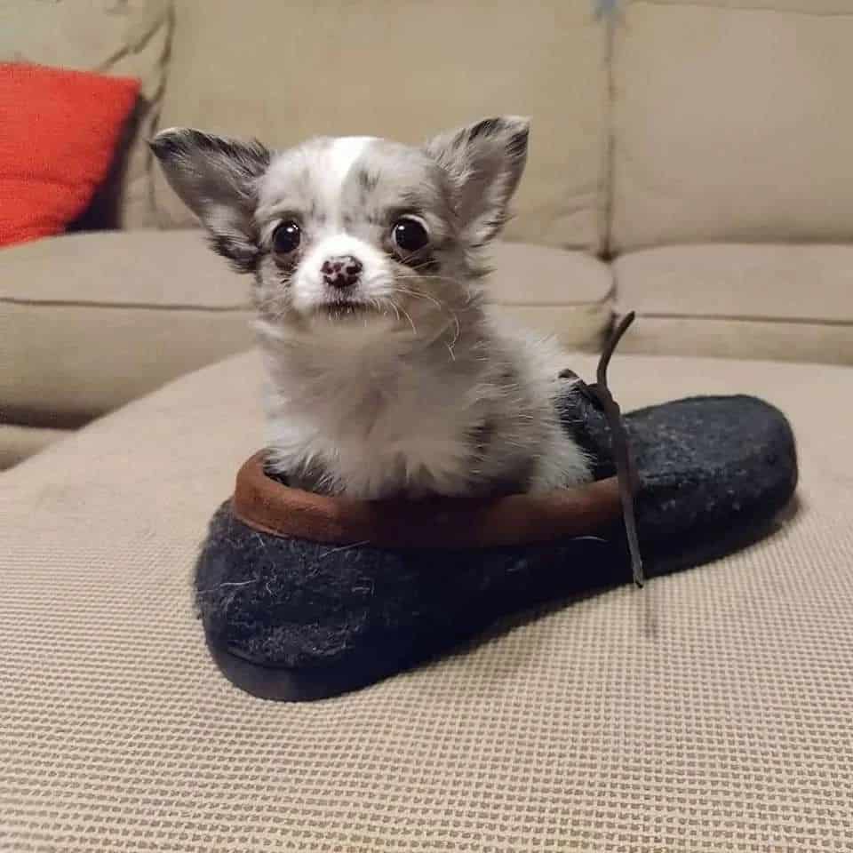 merle chihuahua sitting in a shoe