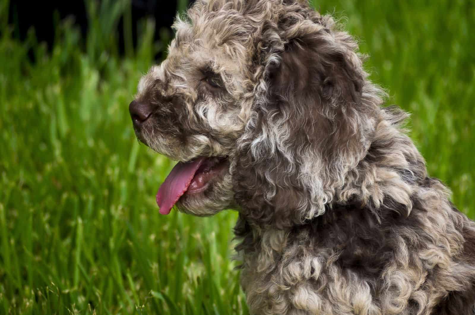 merle labradoodle