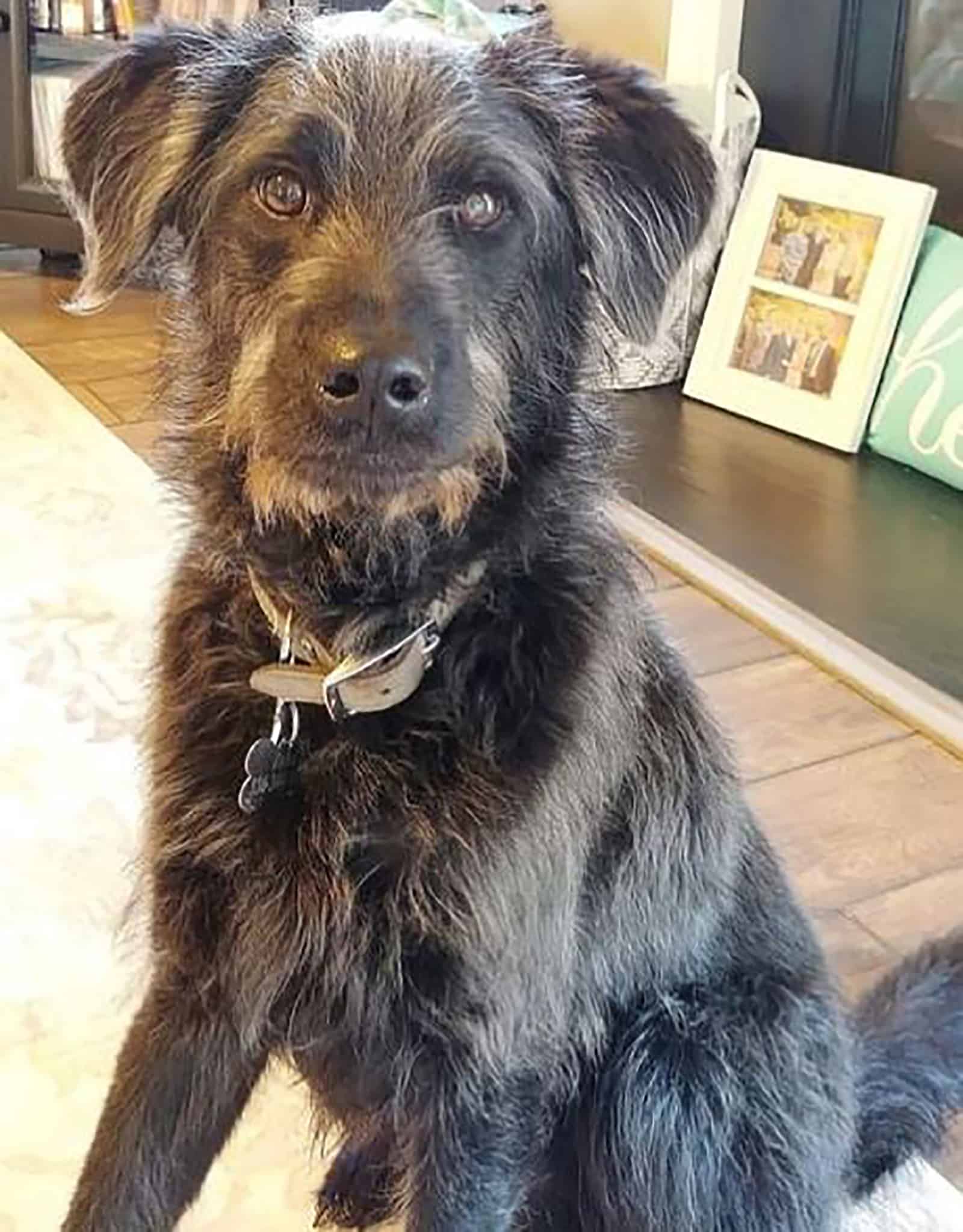 miniature irish wolf schnauzer