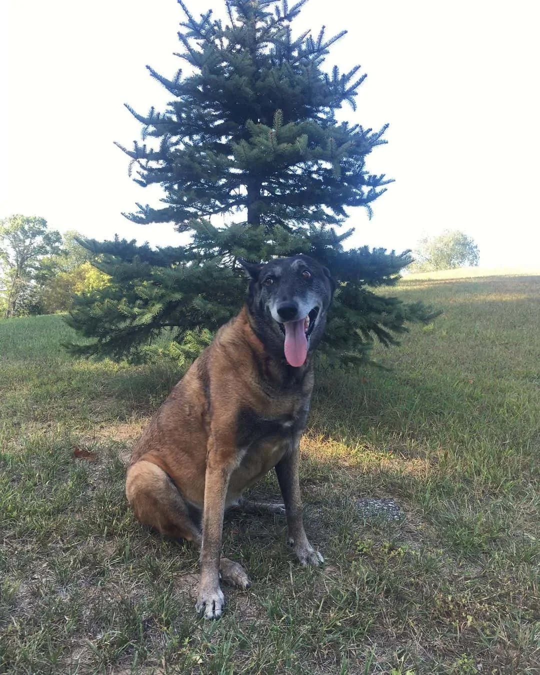 old shepinois dog sitting in nature