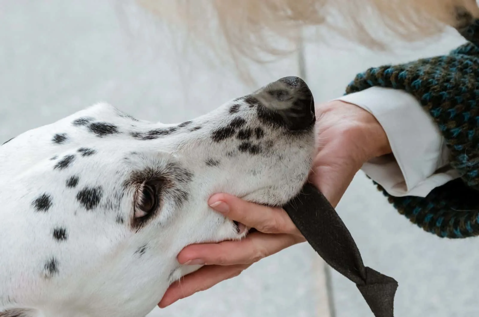 owner petting Dalmatian