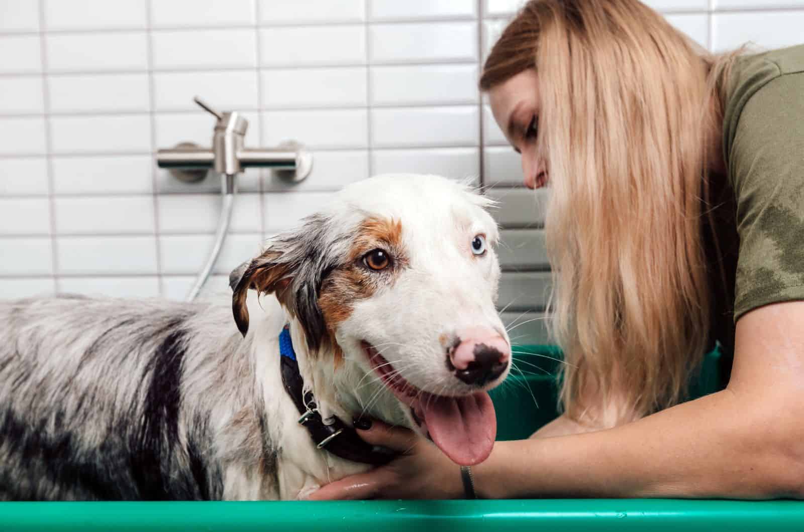 owner washing Australian Shepherd