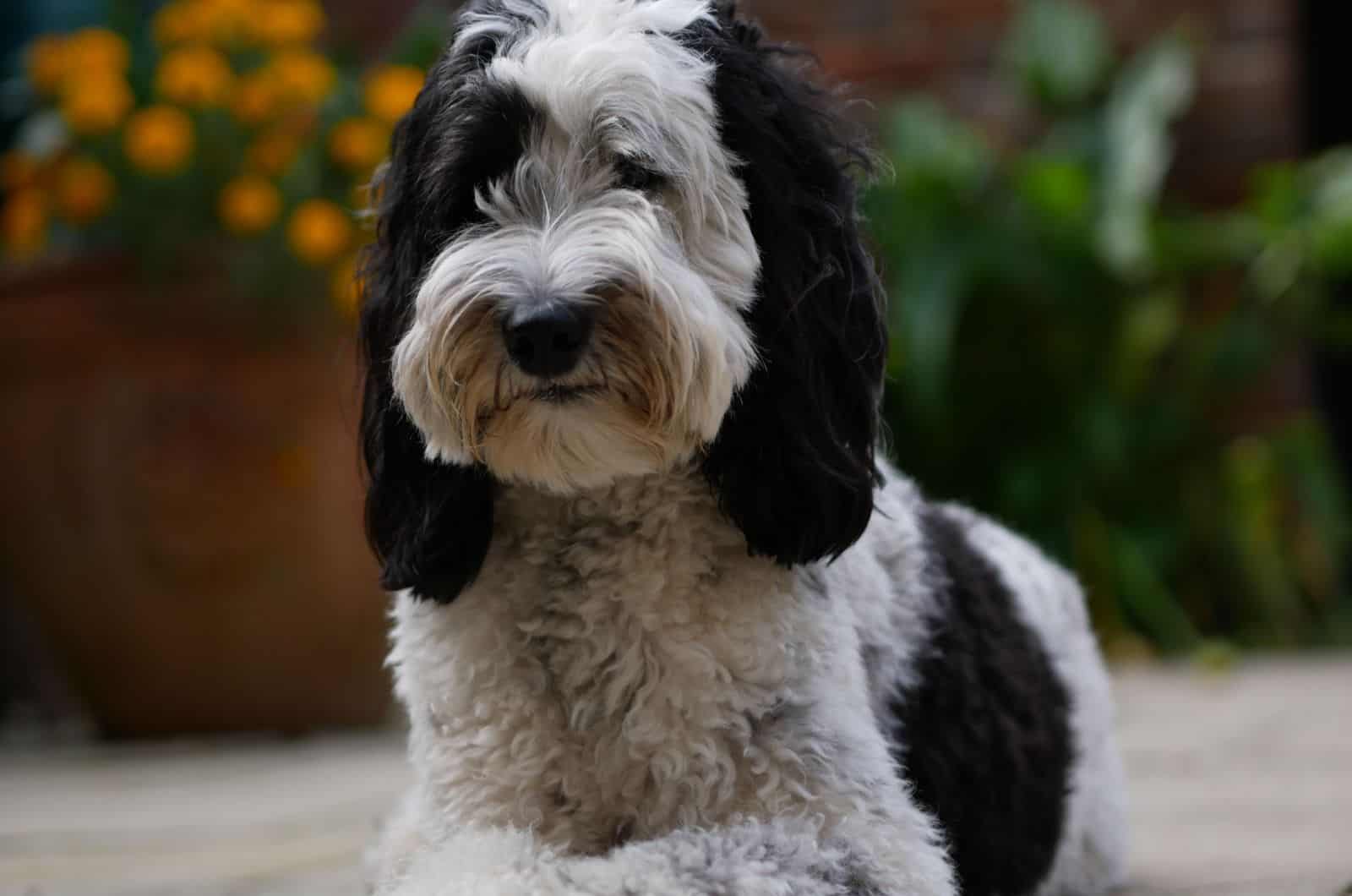 parti labradoodle laying on the floor