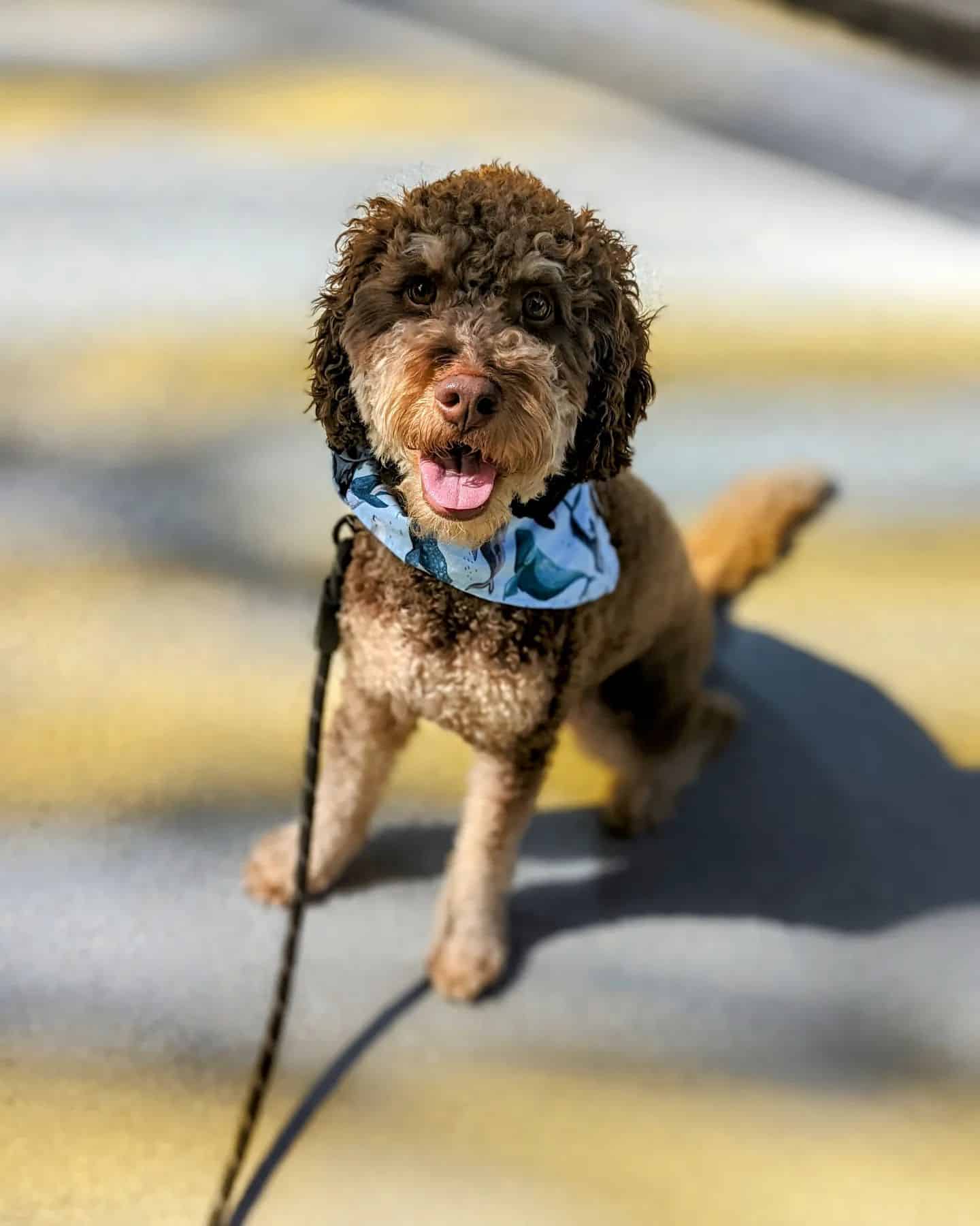 phantom labradoodle in a walk