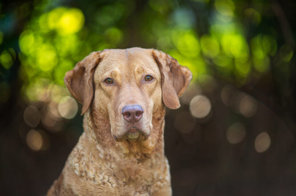 Chesapeake Bay Retriever Colors 3 Shades