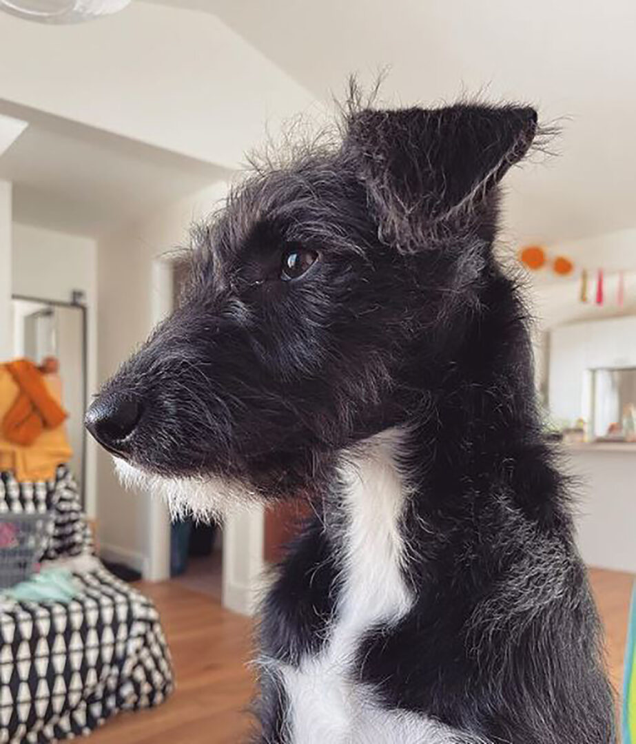 25 Bull Terrier Mixes You Need To Check Out