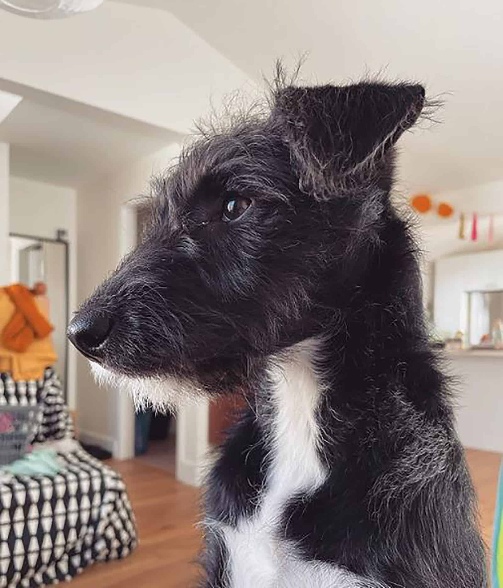poodle bull terrier mix