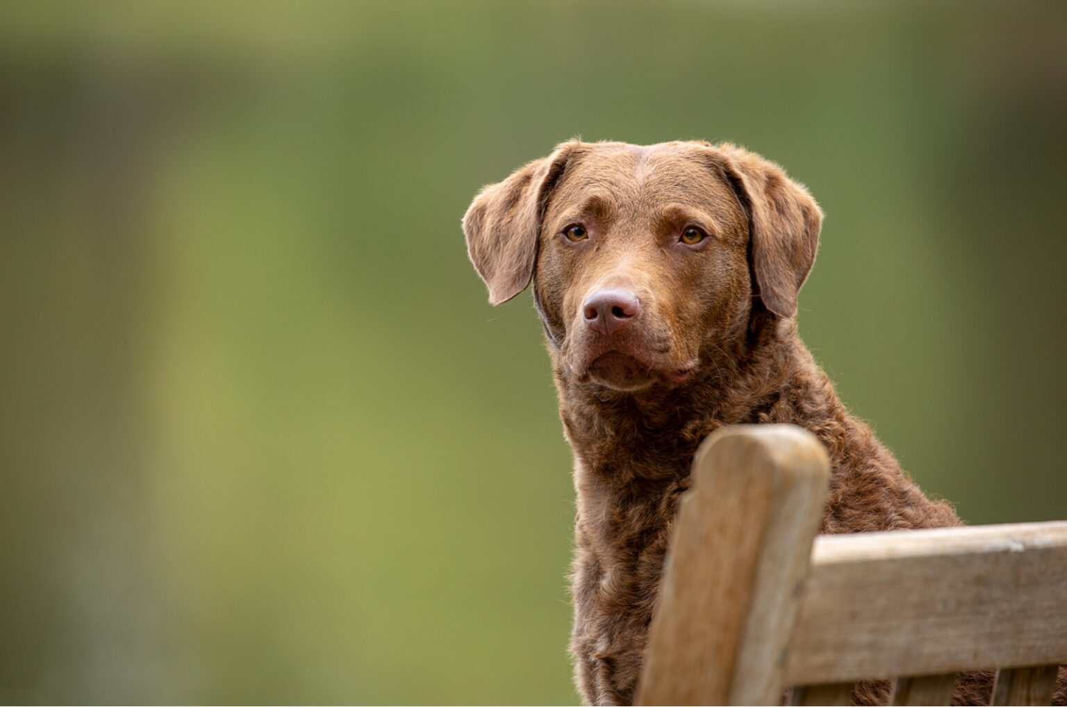 Chesapeake Bay Retriever Colors 3 Shades