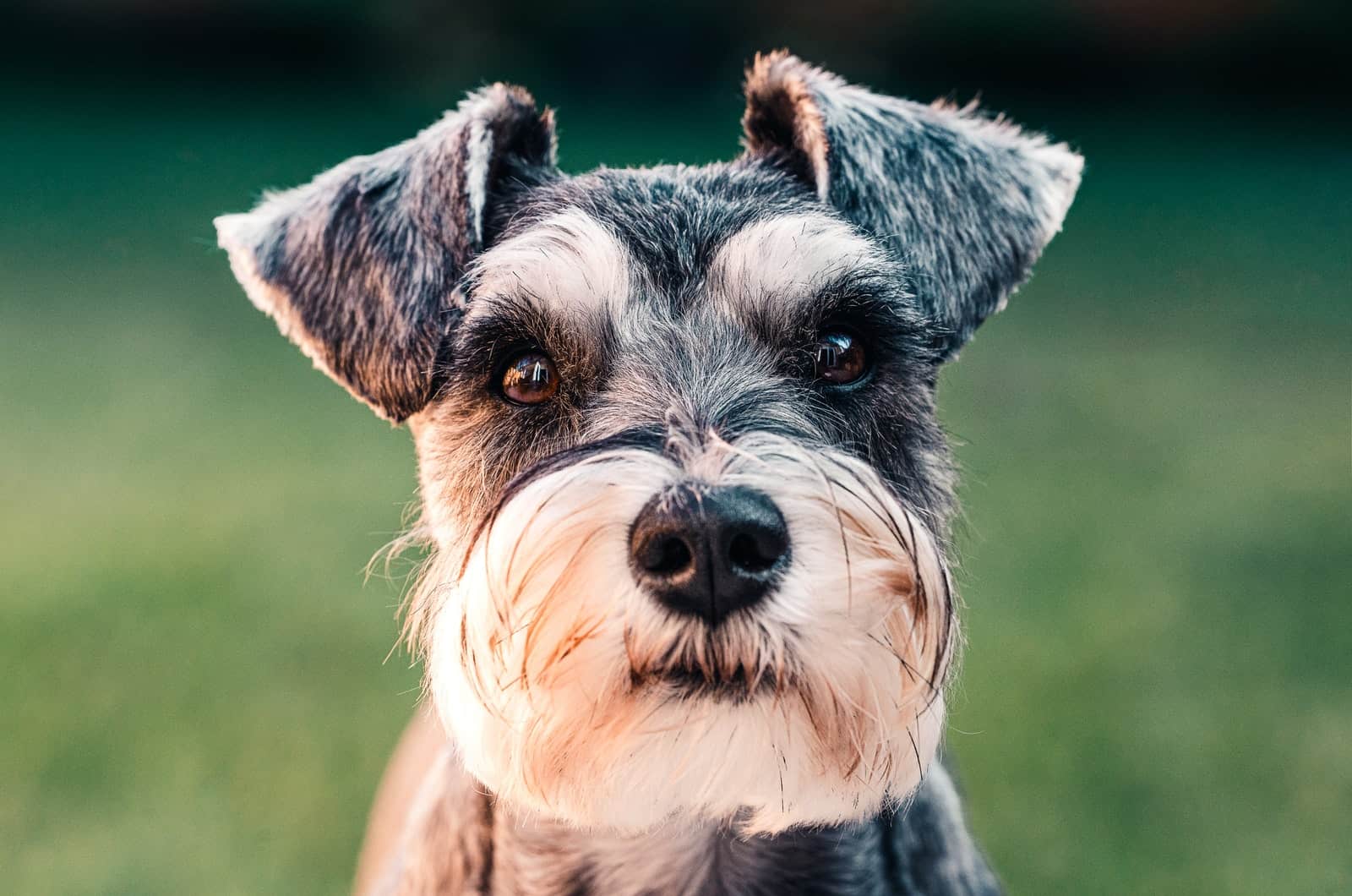 portrait of a schnauzer