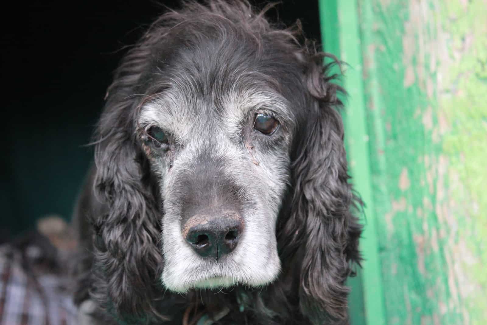 portrait of an old gray Boykin Spaniel