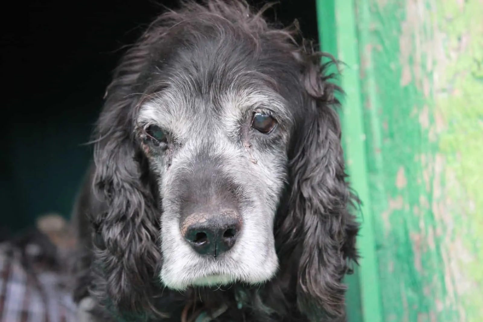 portrait of an old gray Boykin Spaniel