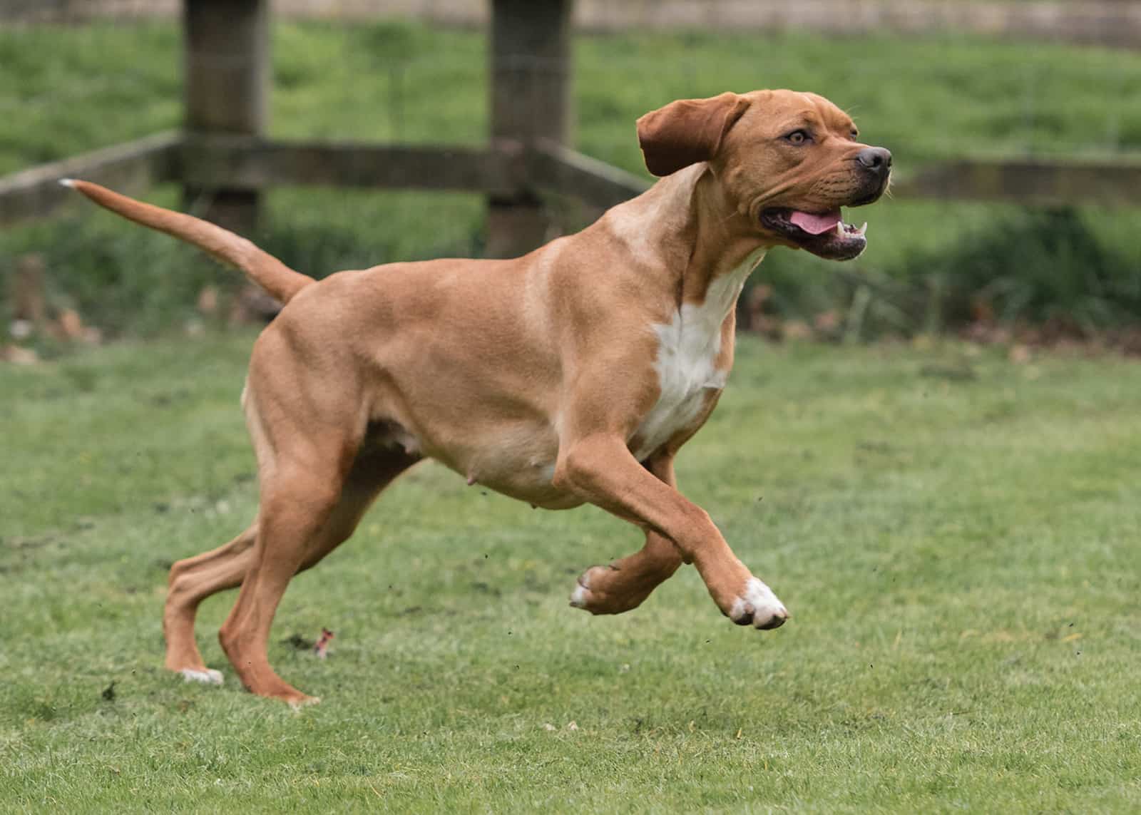 Portuguese Pointer Dog