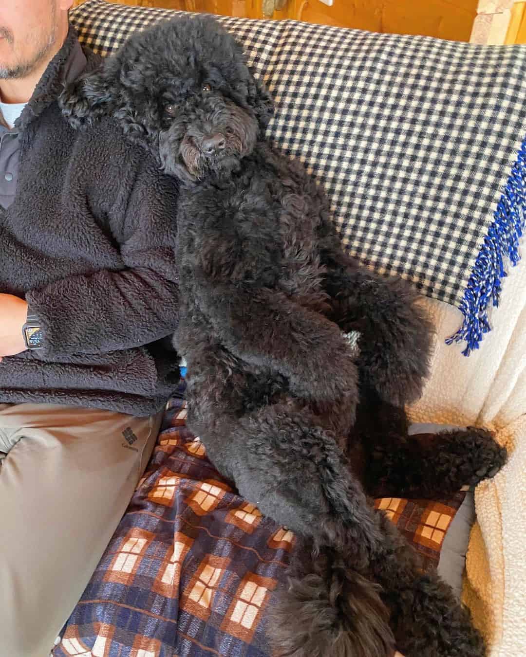 portuguese water dog and goldendoodle