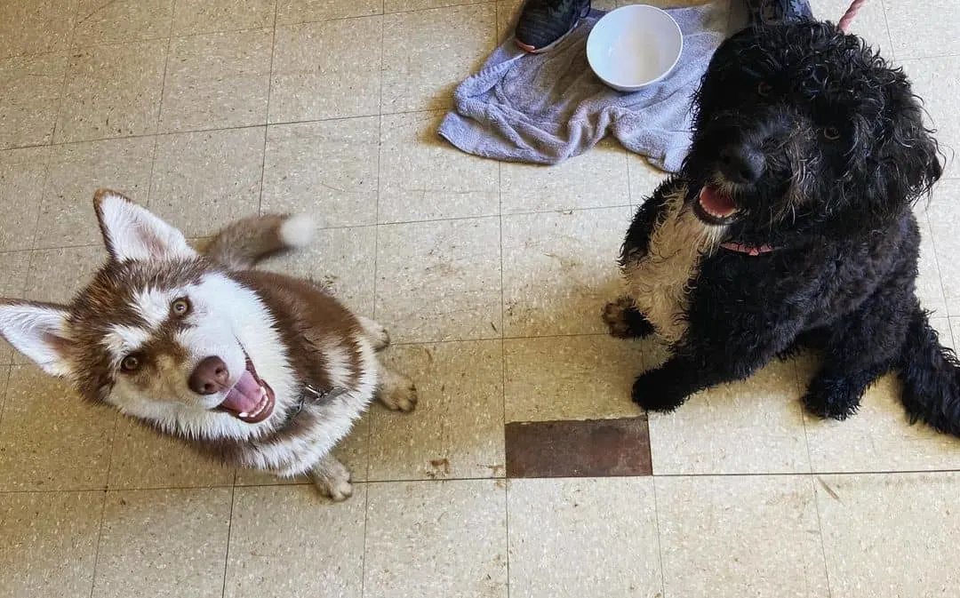 portuguese water dog and husky