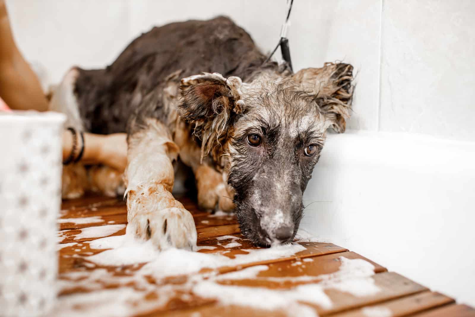 professional groomer wash and clean the belgian malinois dog