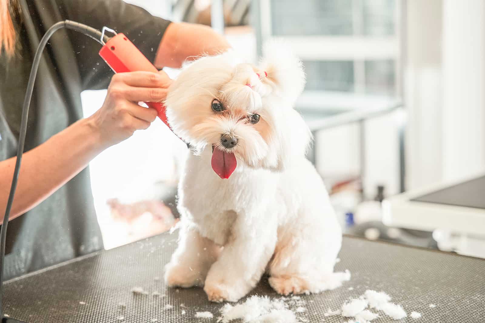 Professional grooming on white dog maltipoo in hair salon for dogs