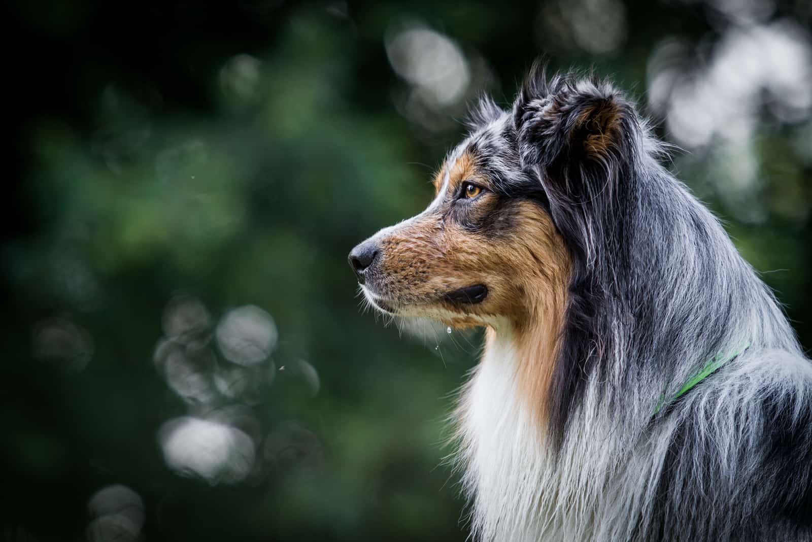 profile shot of Australian Shepherd