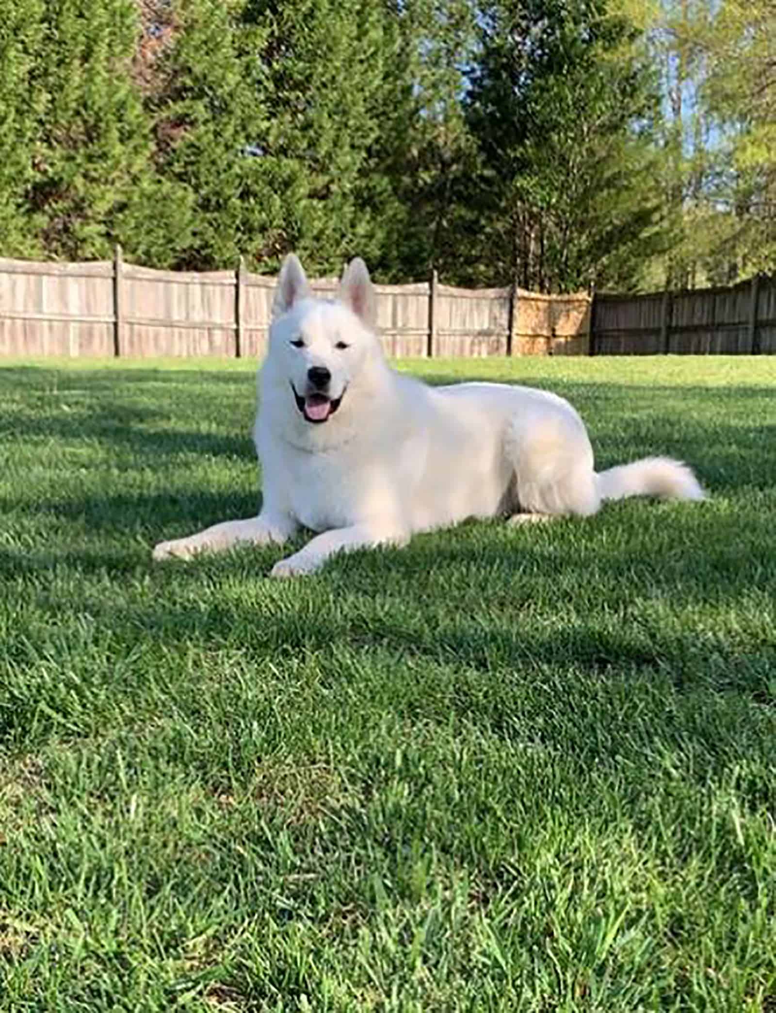 pyrenees husky