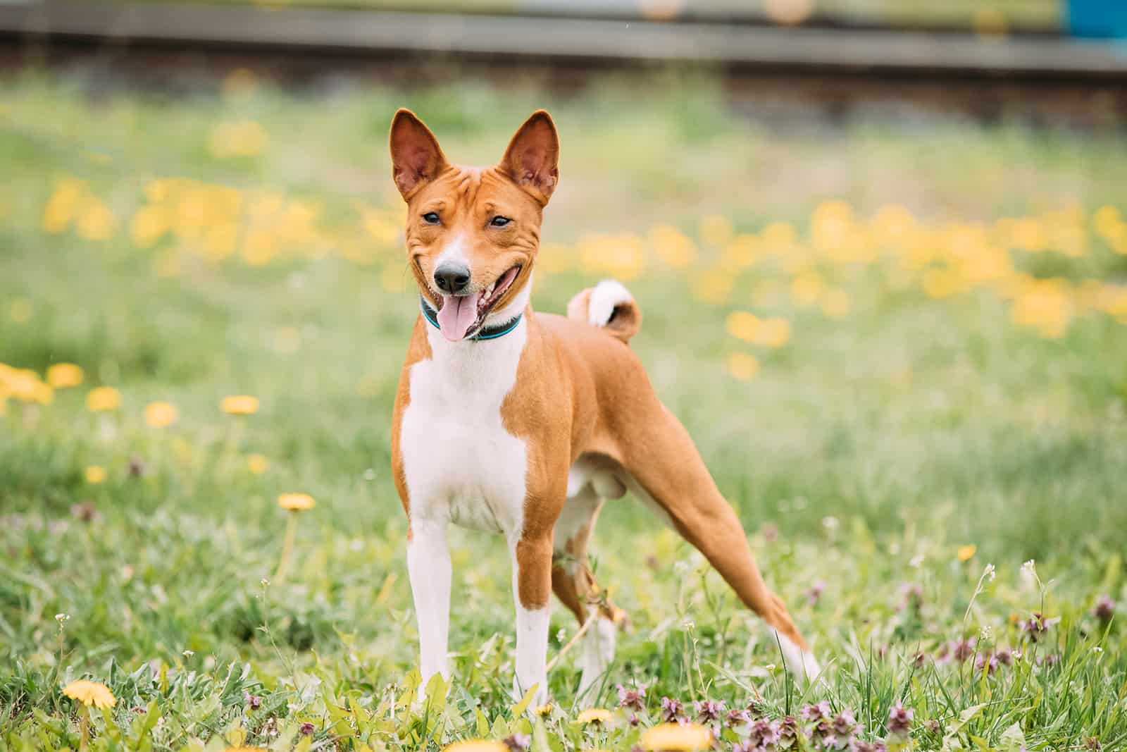 red and white basenji dog standing in the grass