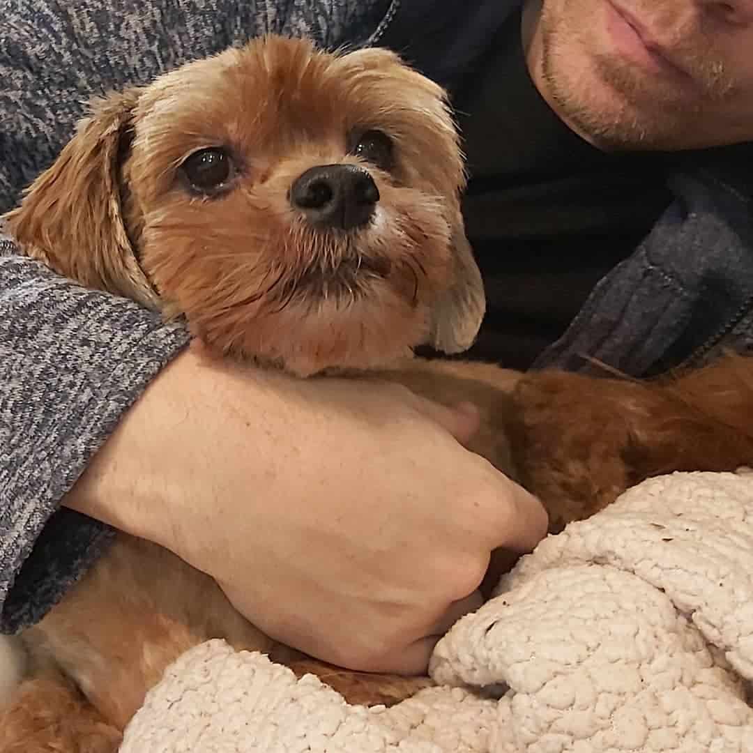 red gold Lhasa Apso in the arms of a man