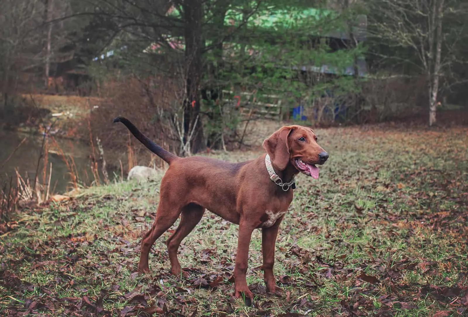 Redbone Coonhound Standing by Pond
