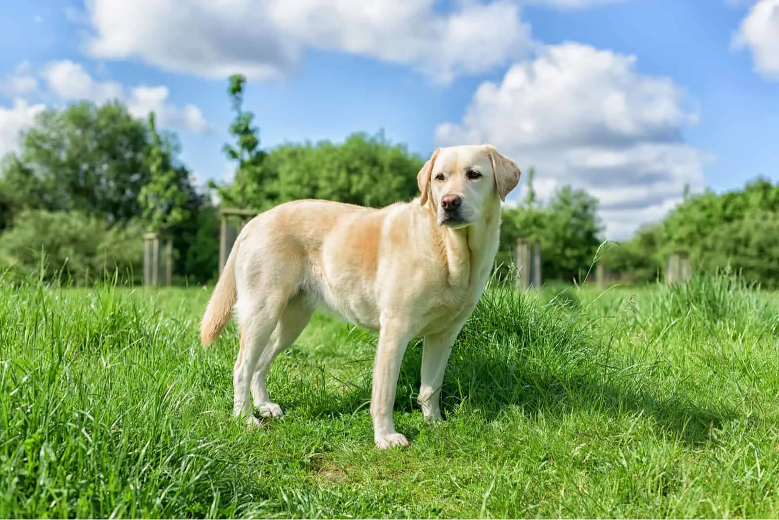 retriever dog standing in the grass in front of a trees