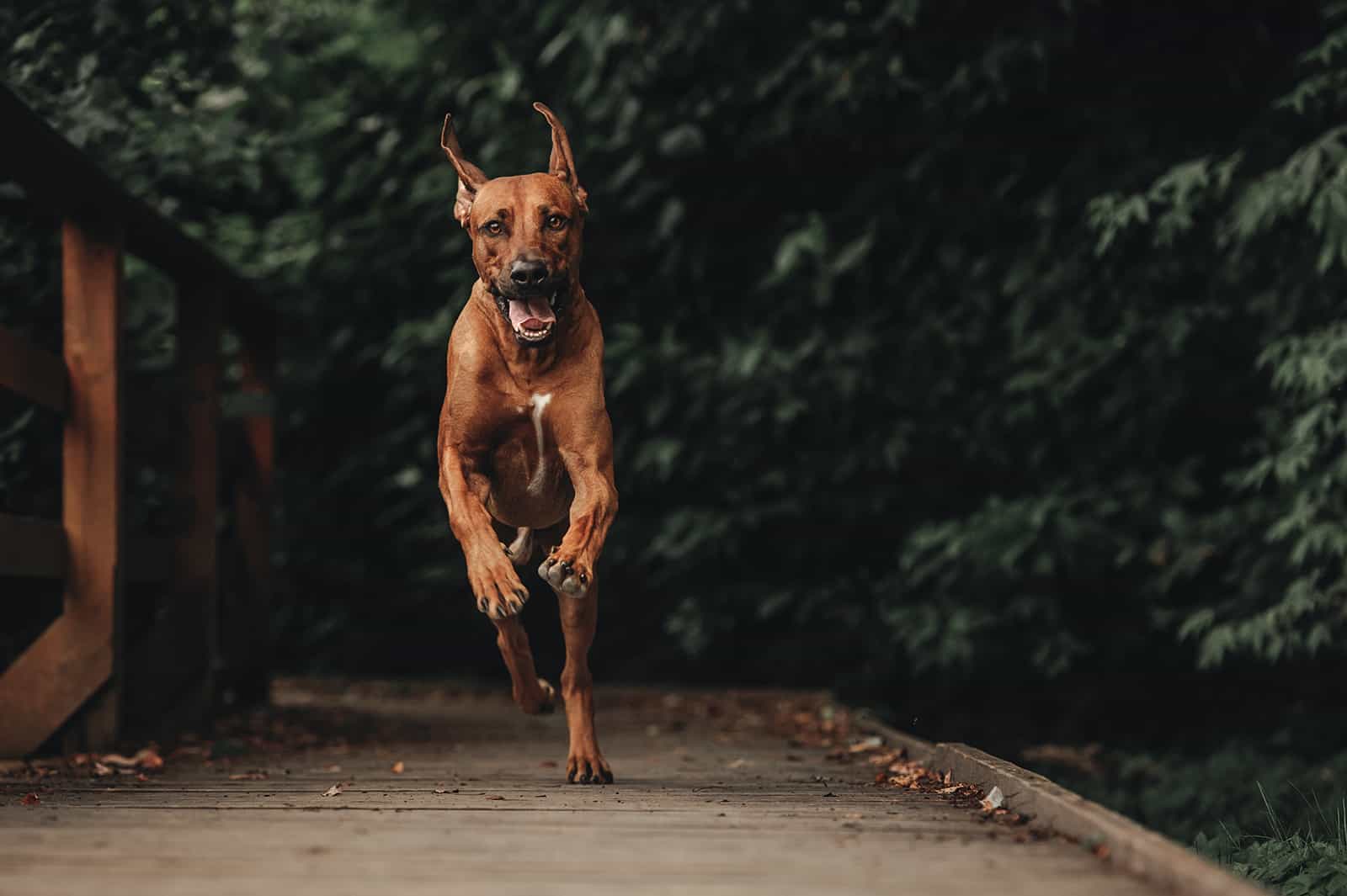 running Rhodesian Ridgeback