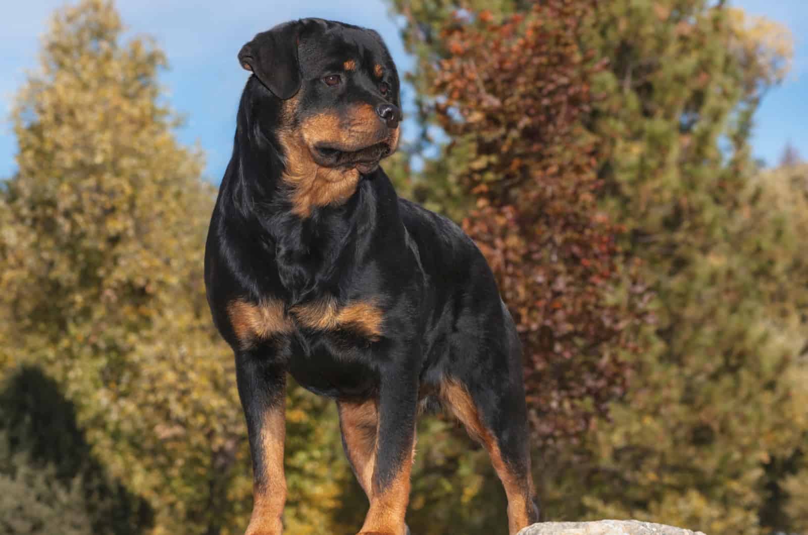 rottweiler posed alertly on a marble boulder 