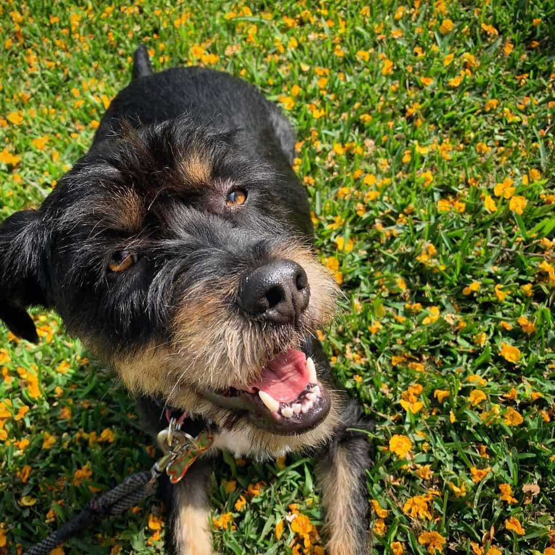 These 50 Schnauzer Mixes Will Make You Want One ASAP