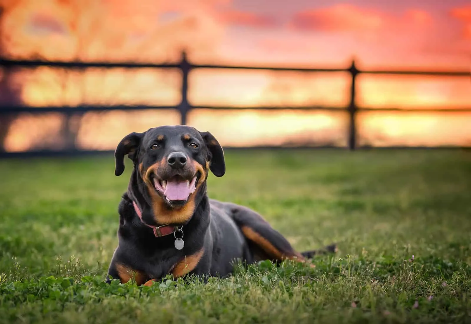 rottweiler laying in grass with sunset
