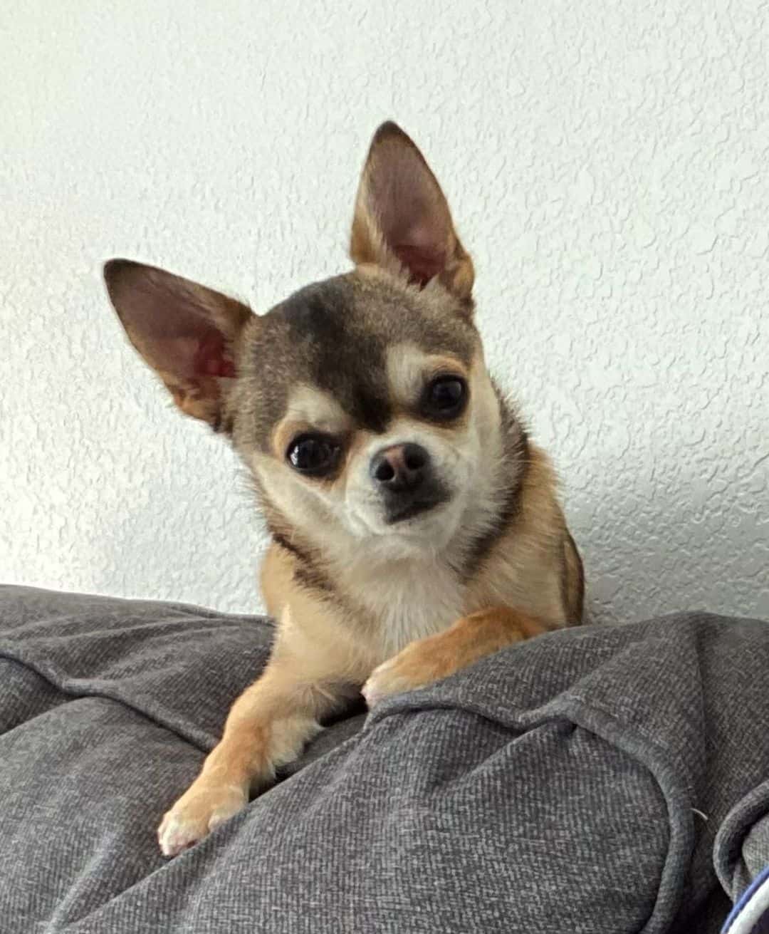 sable chihuahua lying on the couch