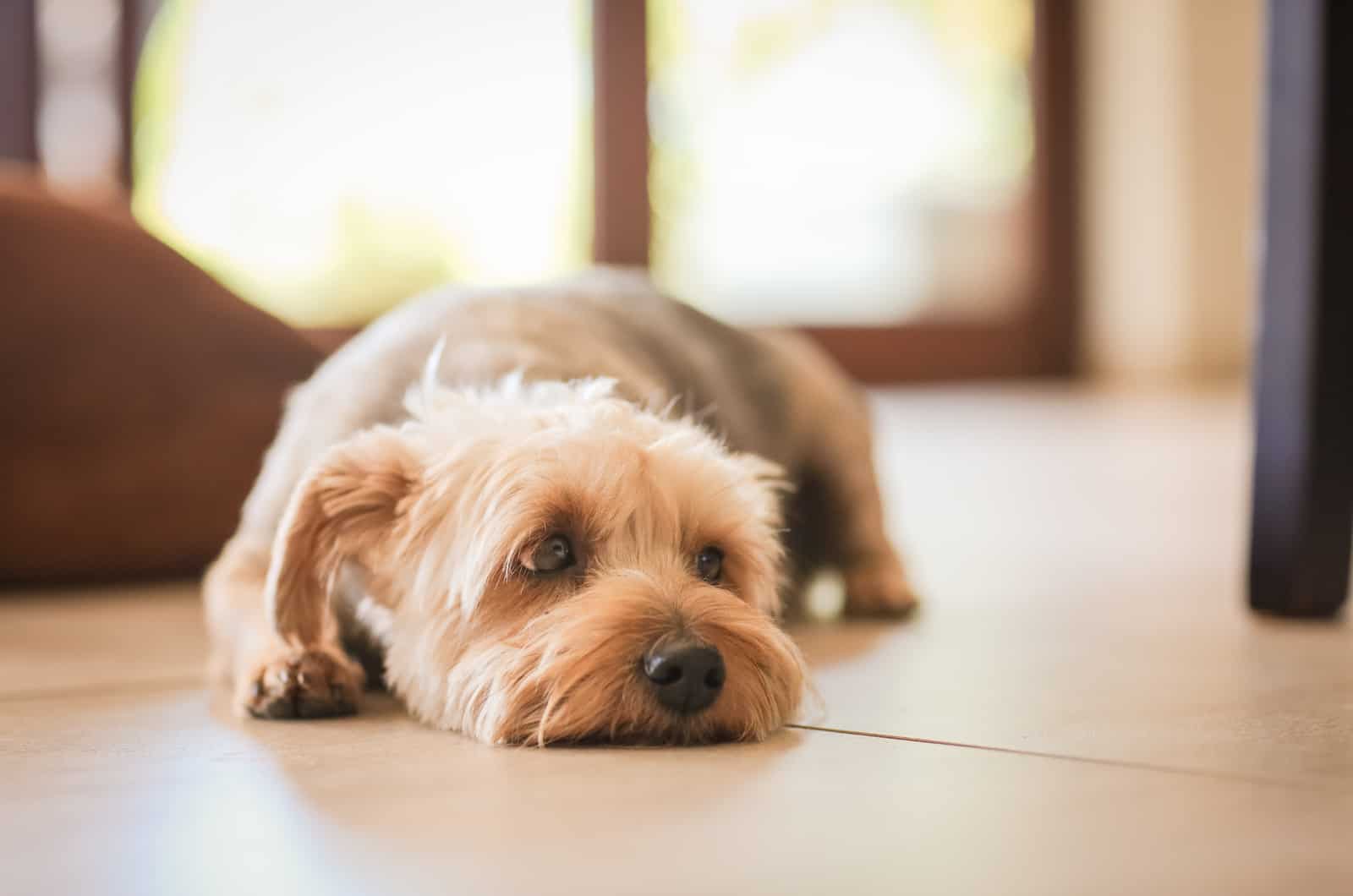 sad dog lying in house