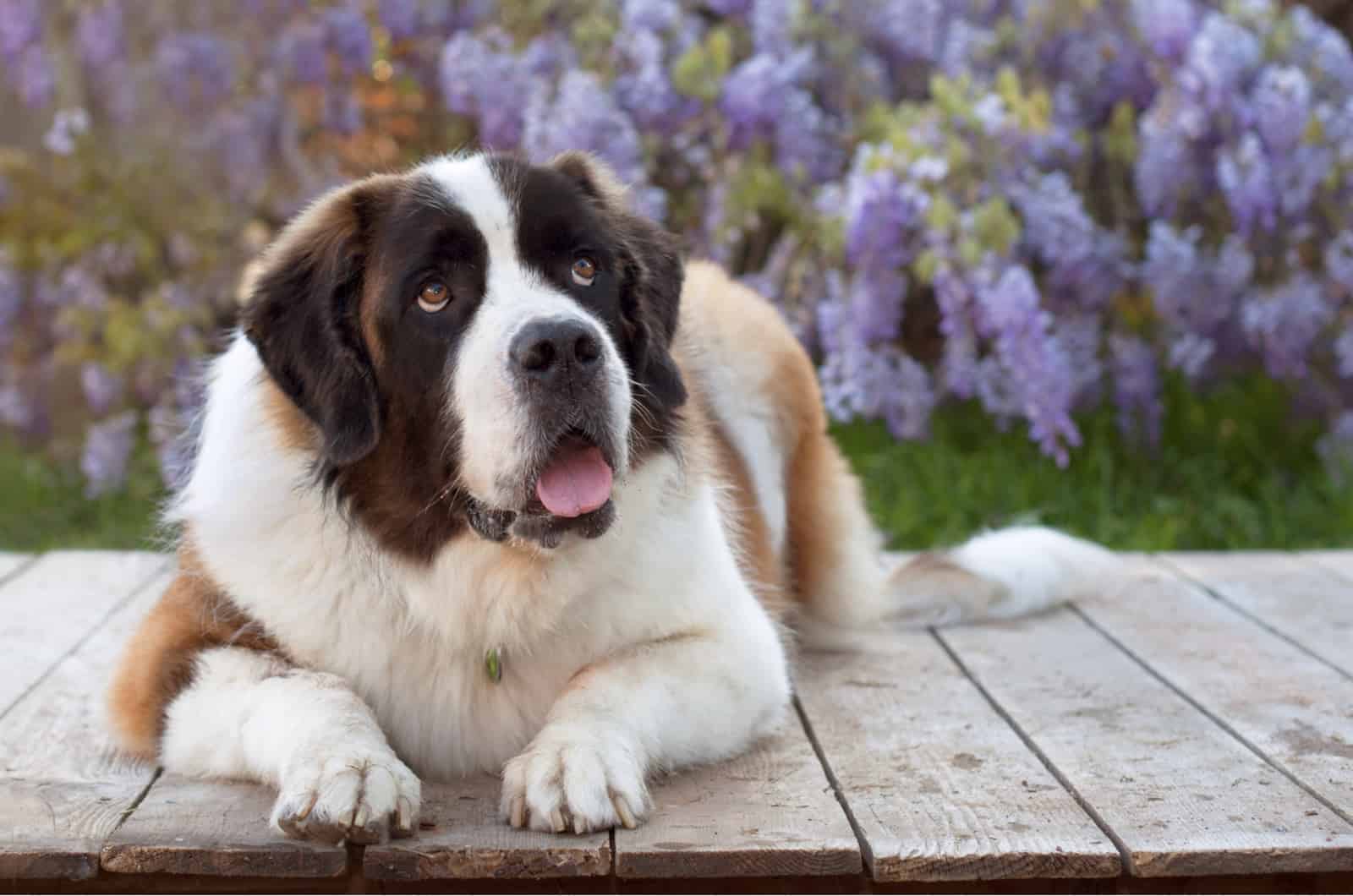 saint bernard sitting