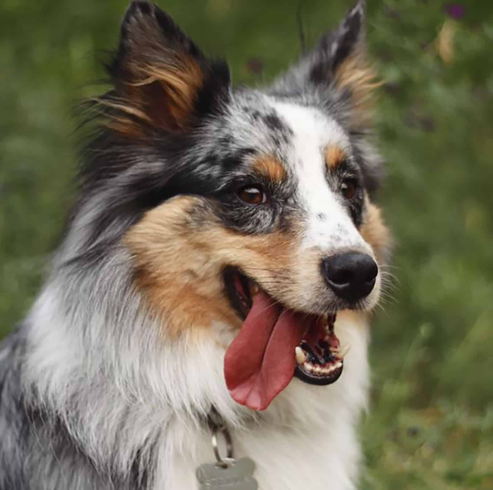 sheltie heeler