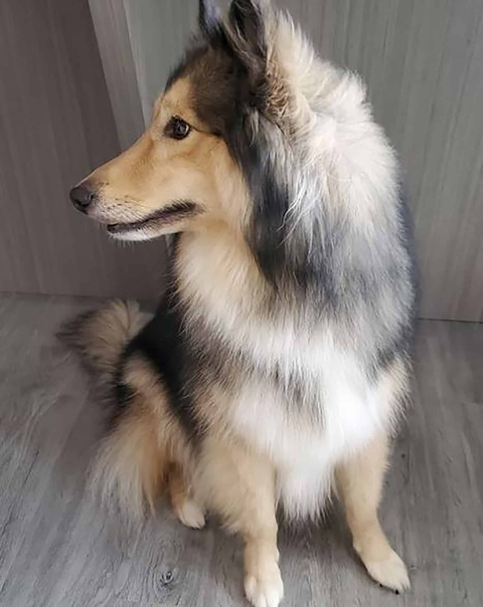 The Top 40 Shetland Sheepdog Mixes You Will Adore