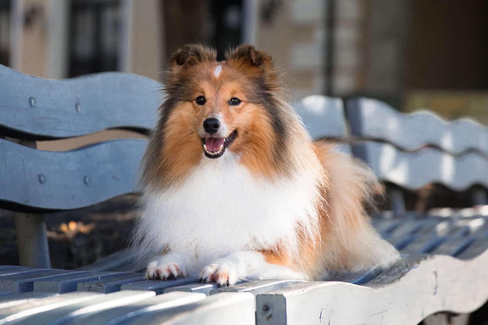 shetland sheepdog lies on a wooden bench 