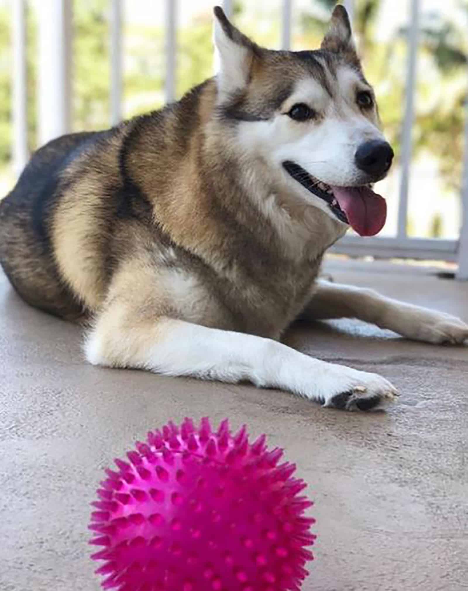 shiba inu siberian husky mix