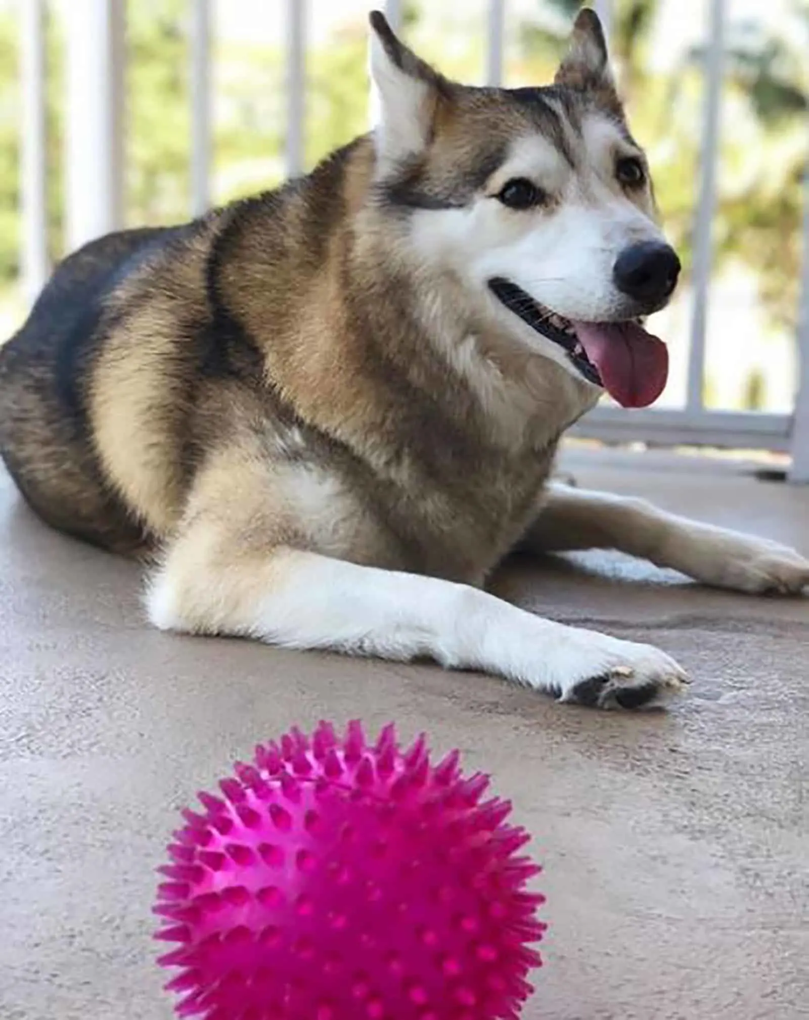 shiba inu siberian husky mix