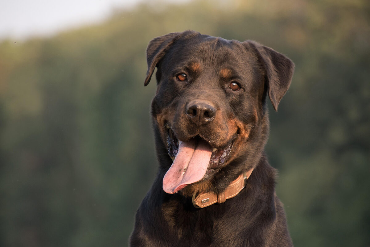 Rottweiler Colors Do Rotties Only Come In Black And Mahogany?
