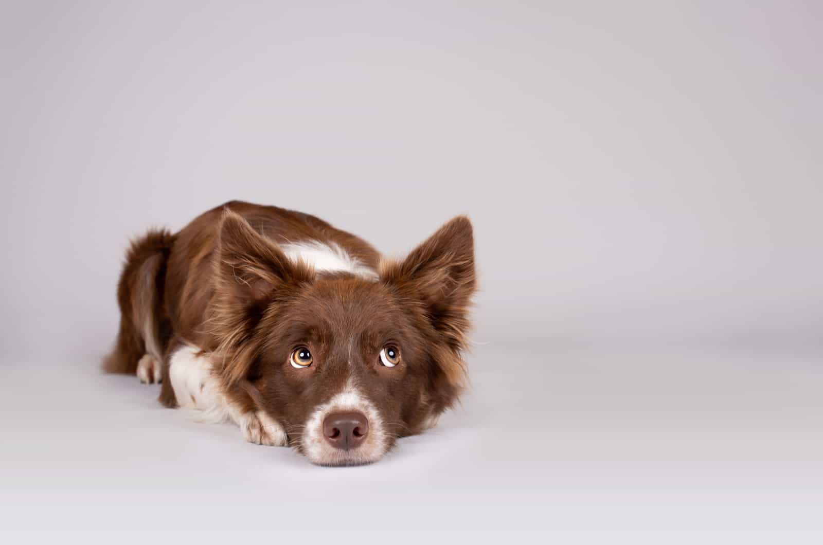 shy dog lying on floor