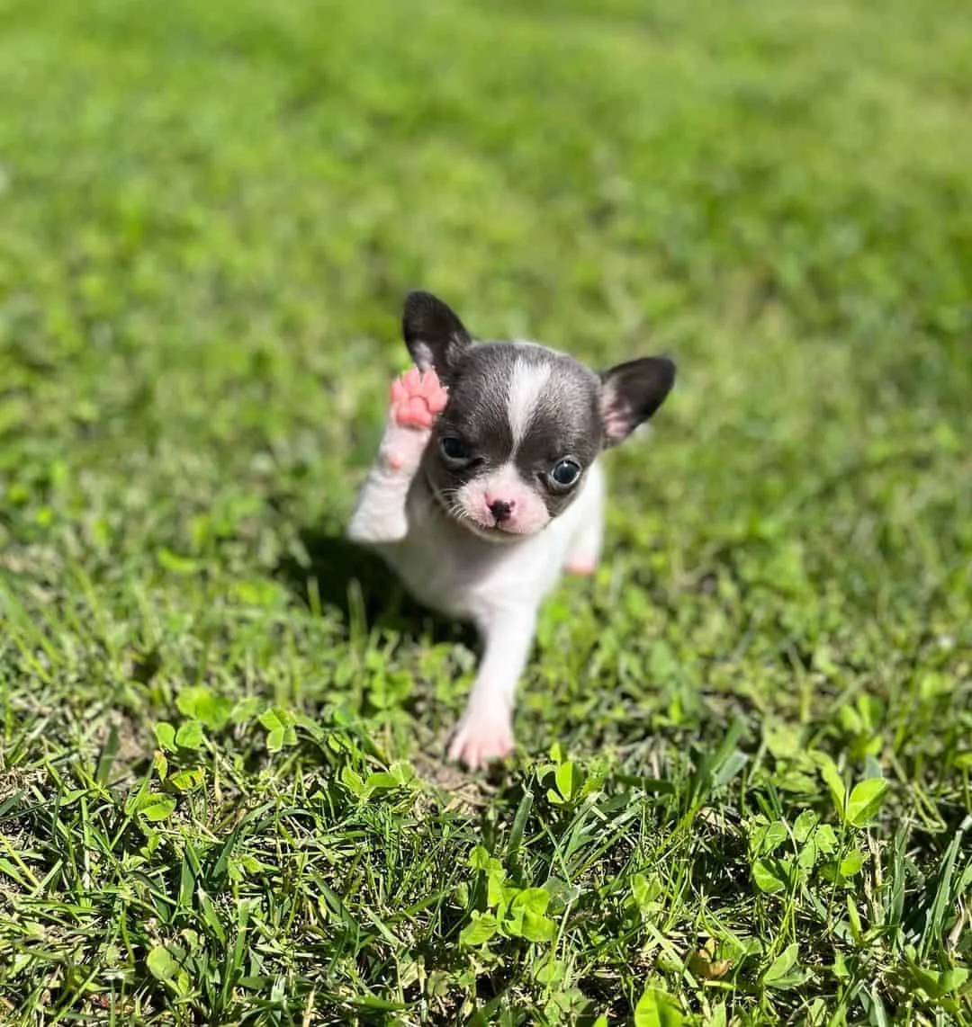 silver Chihuahua raised a paw on the green grass