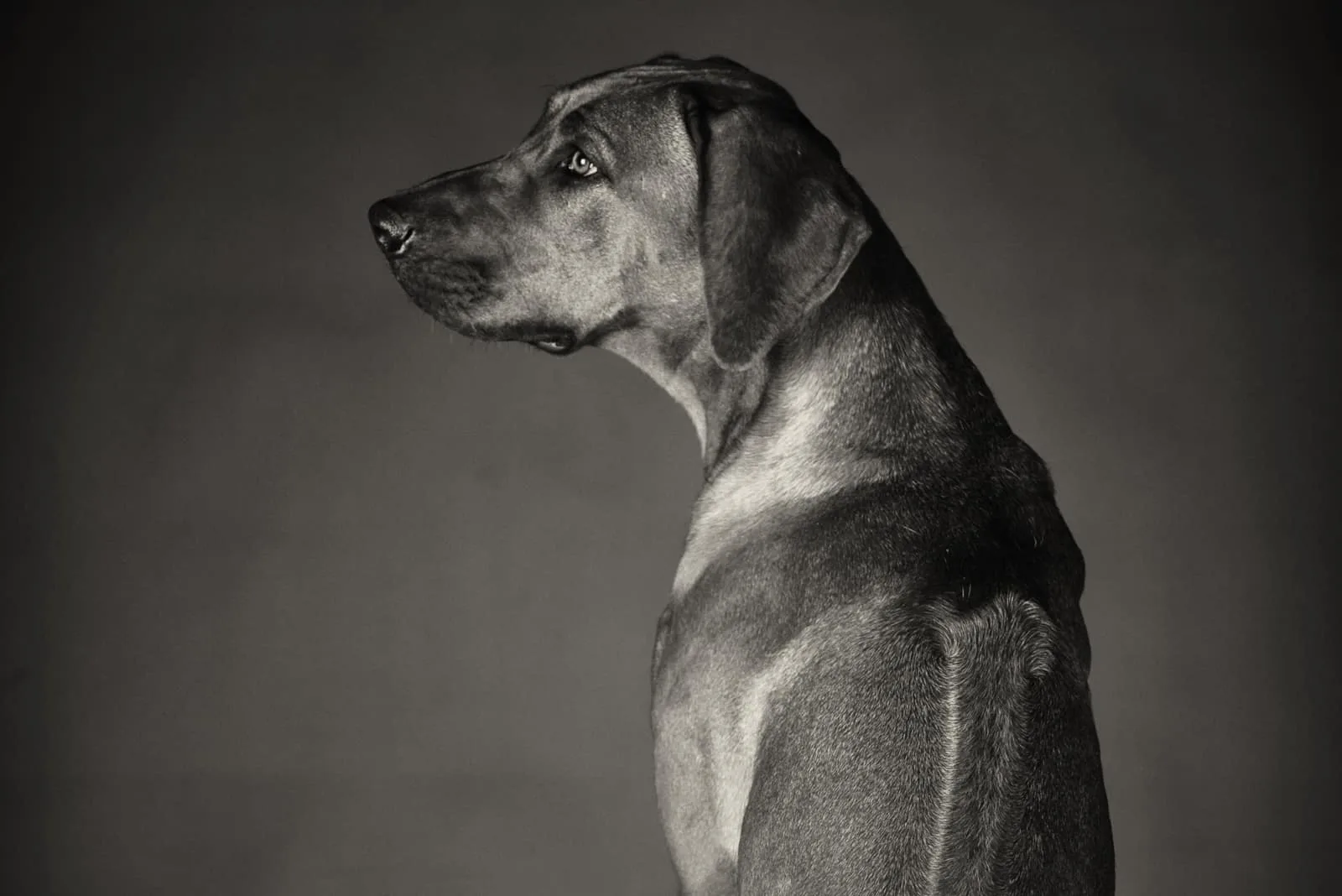 silver Rhodesian Ridgeback