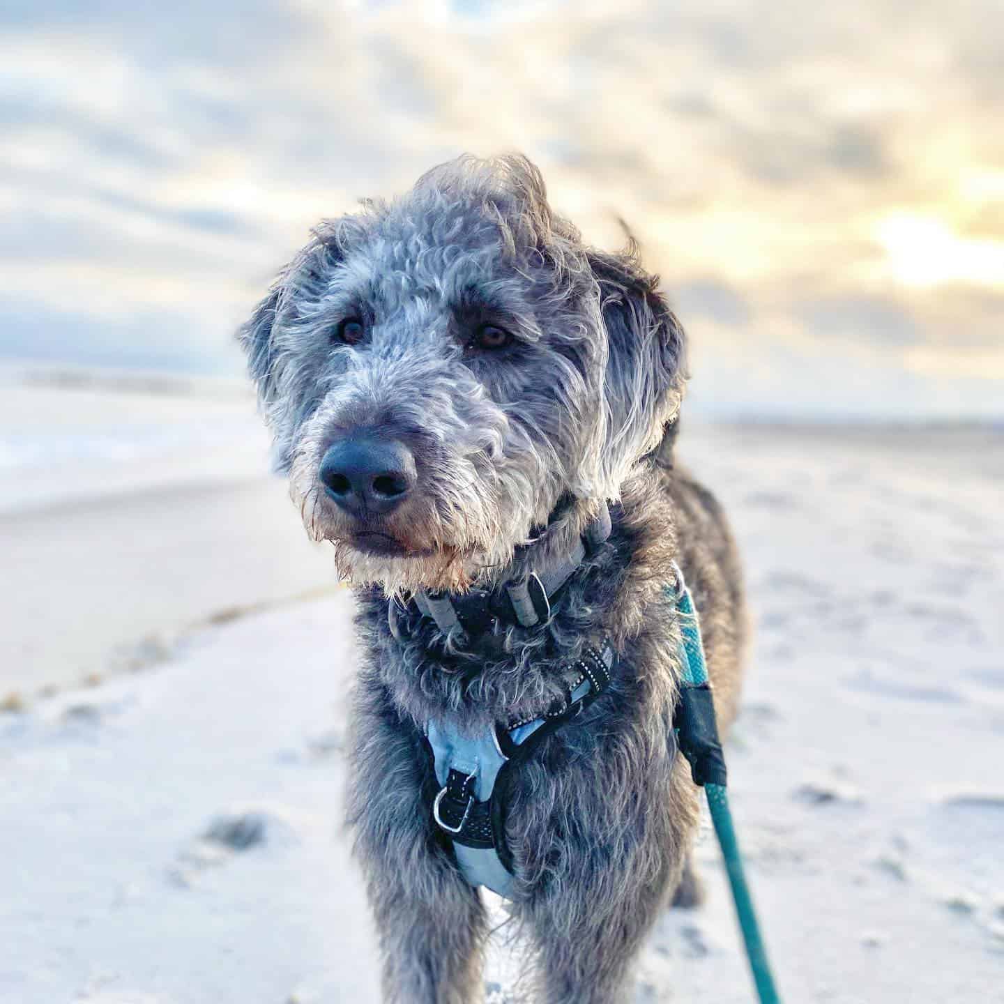 silver labradoodle on the beach