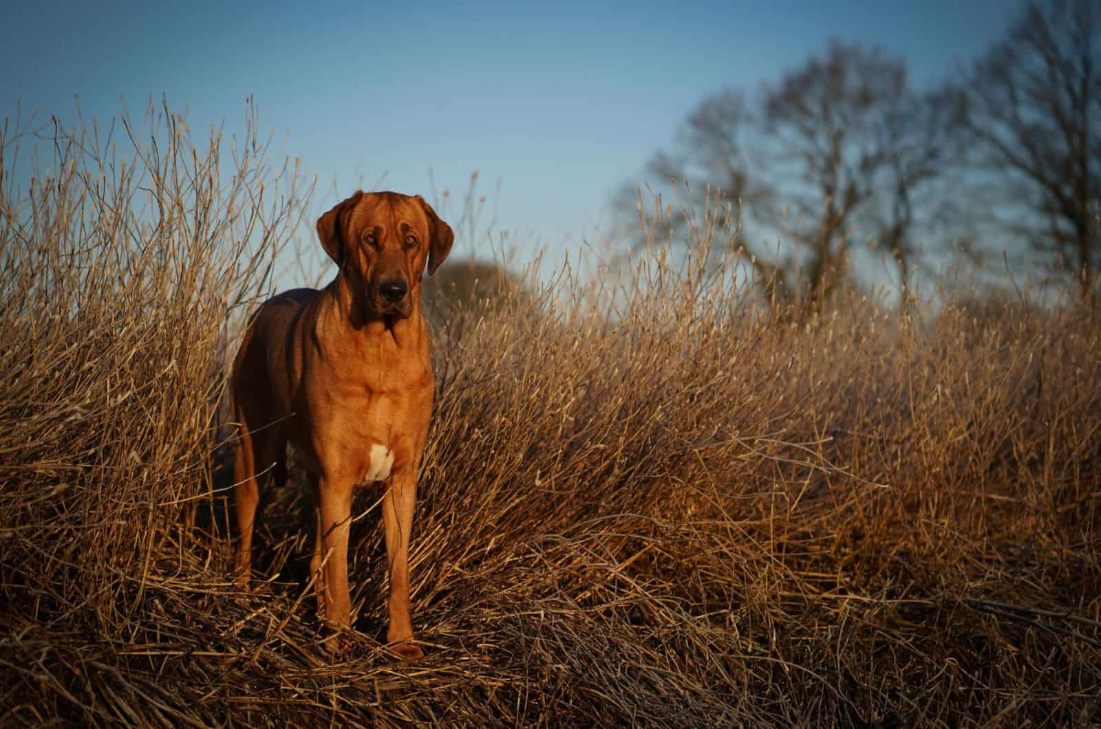 slim female Broholmer dog in the sunset in frozen grass