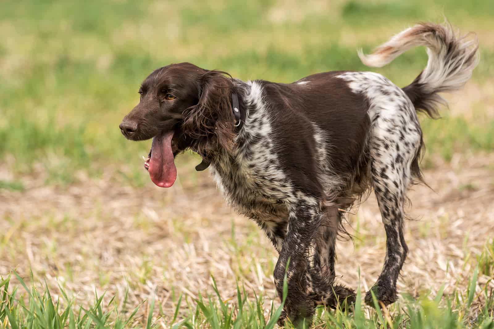 Small Munsterlander Pointer