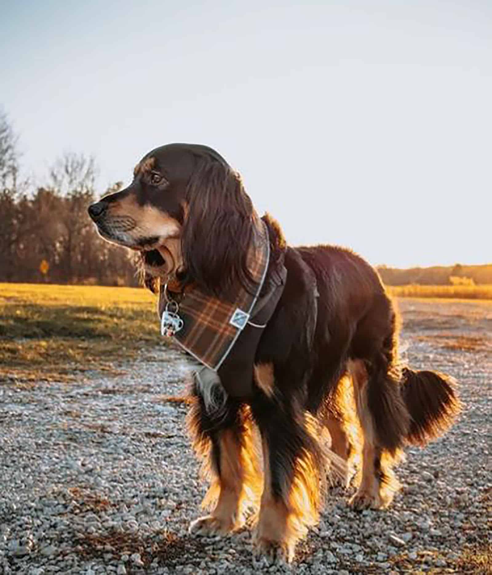 spangold retriever