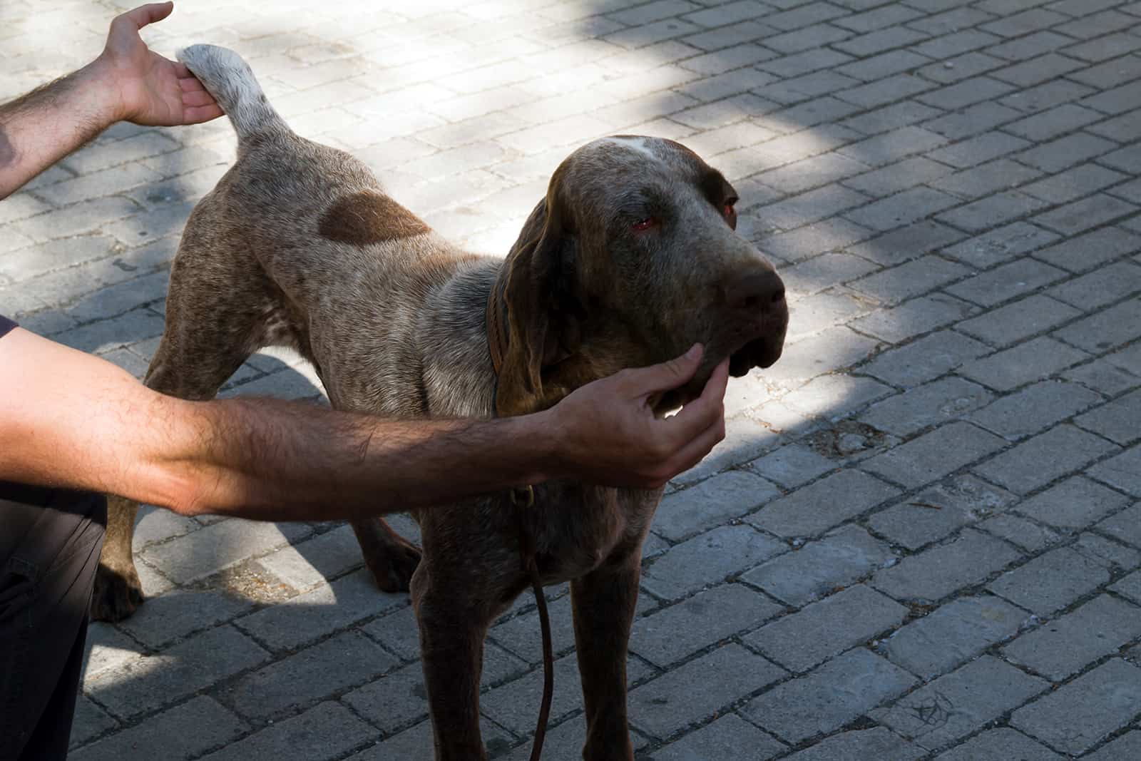 spanish pointer dog