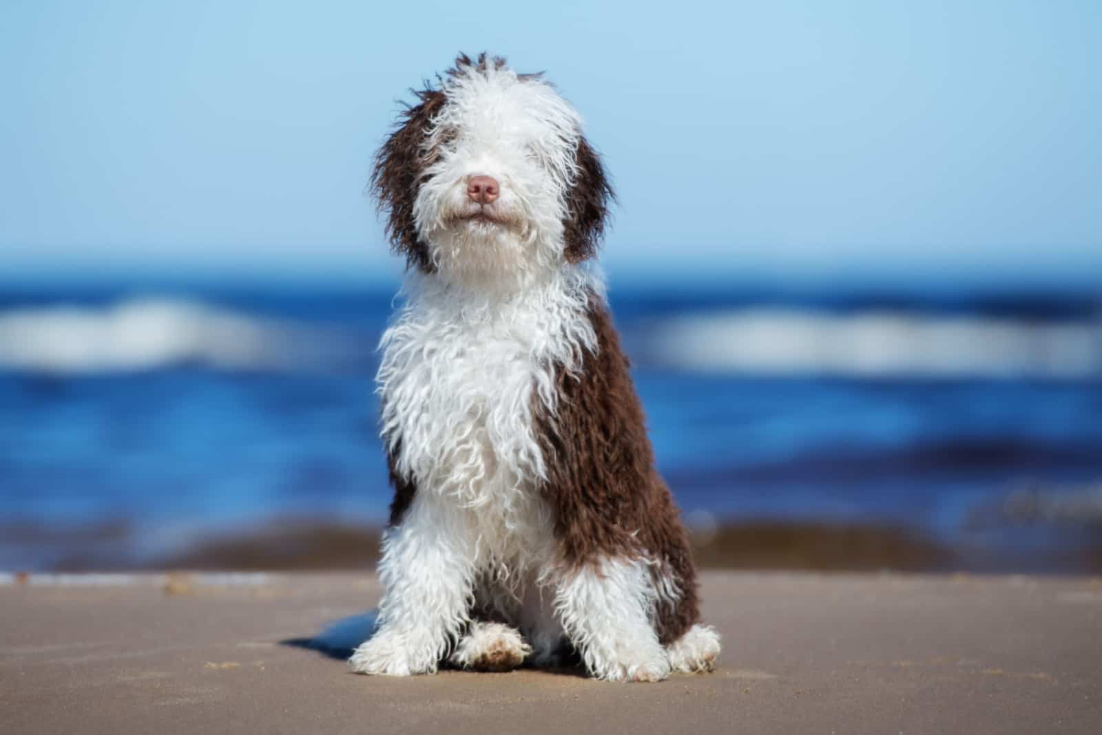 spanish water dog puppy sitting on a beach