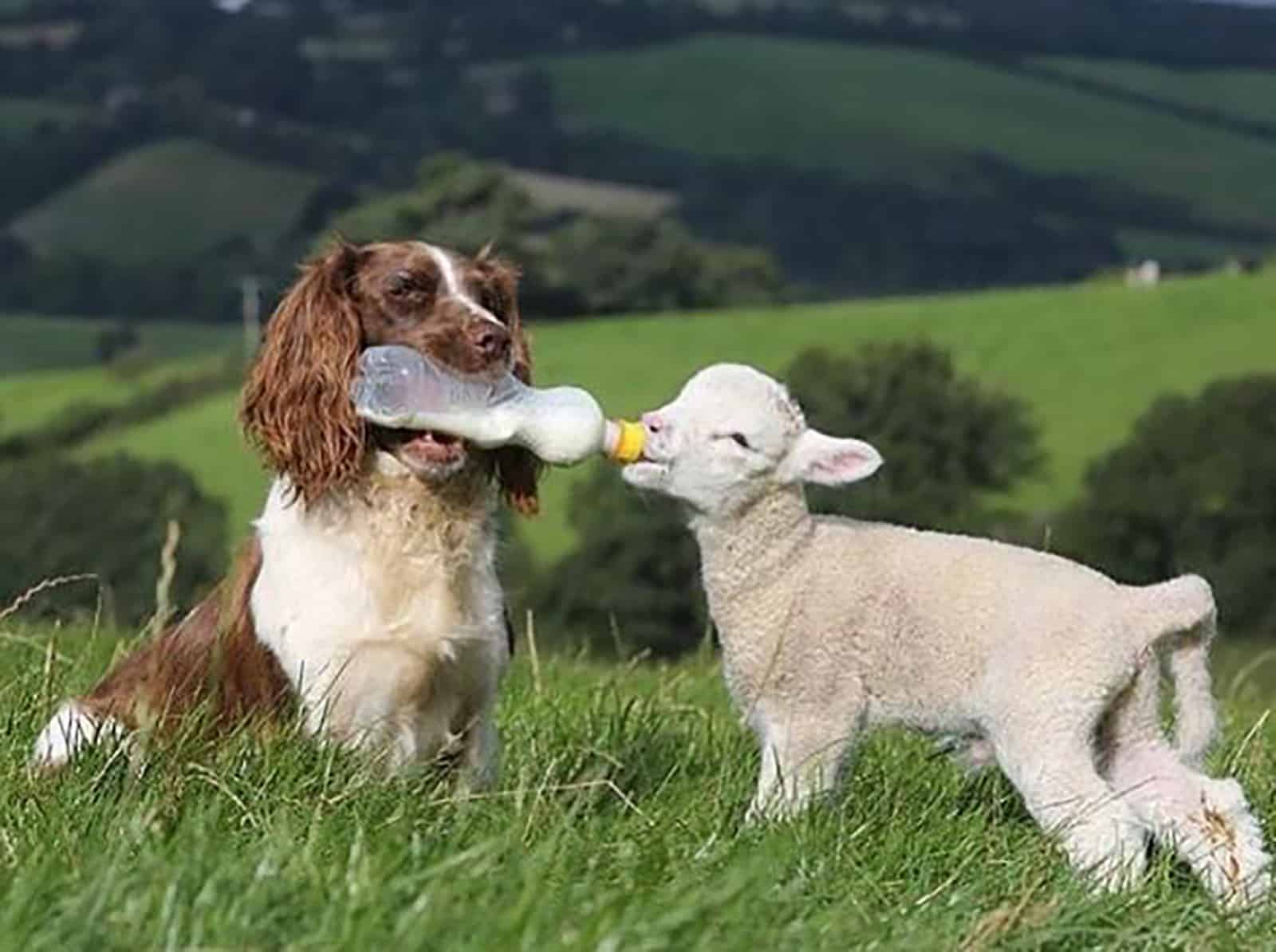 springer spaniel sheepdog