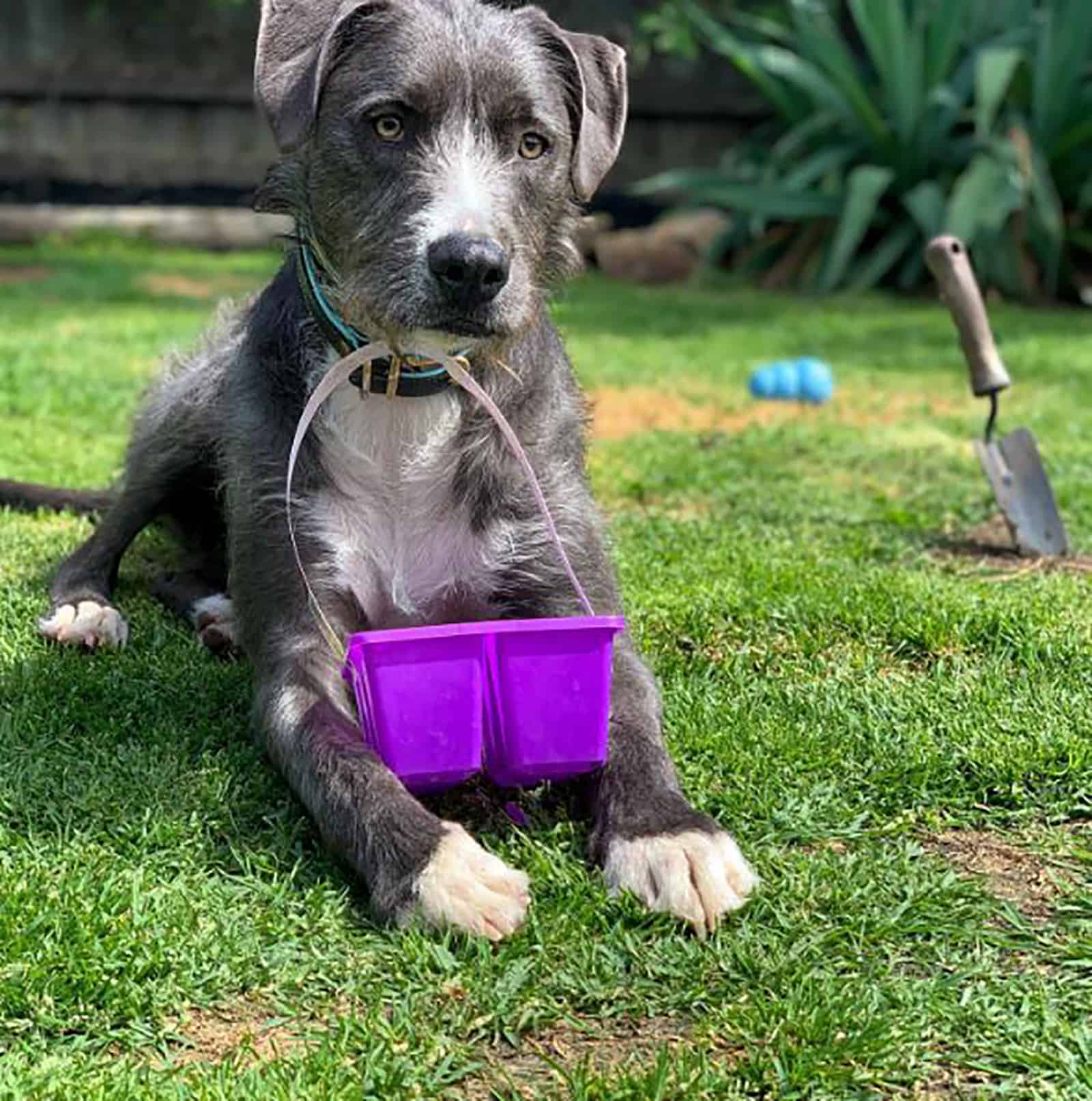 staffy bull wolfhound